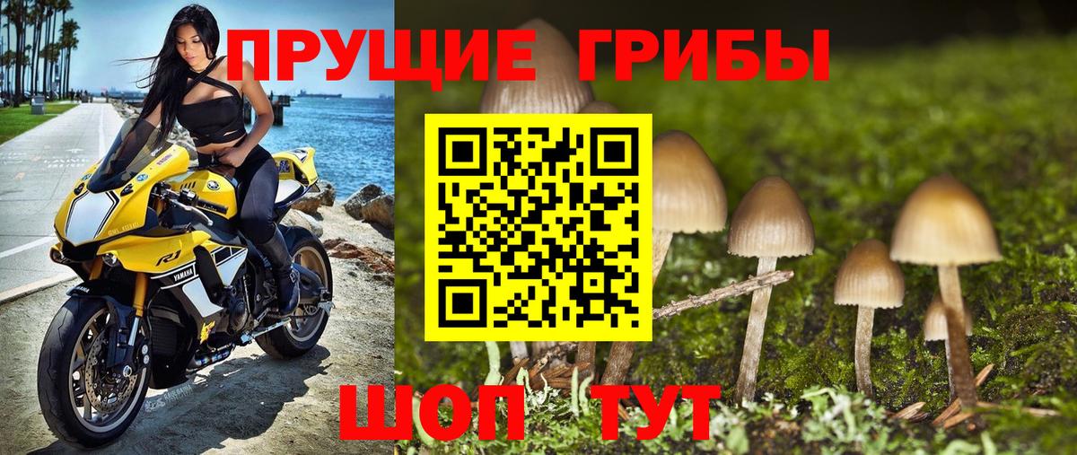 купить наркоту  Псилоцибиновые грибы GOLDEN TEACHER  Вход с VPN  Россошь 